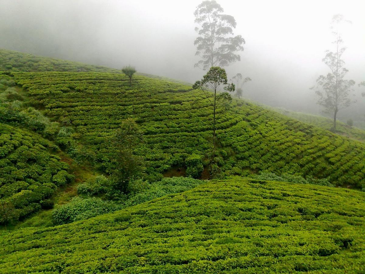Kirula Green Hotel Nuwara Eliya Luaran gambar